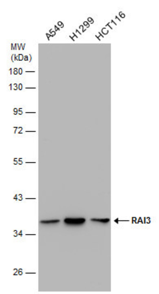 ANTI-RAI3