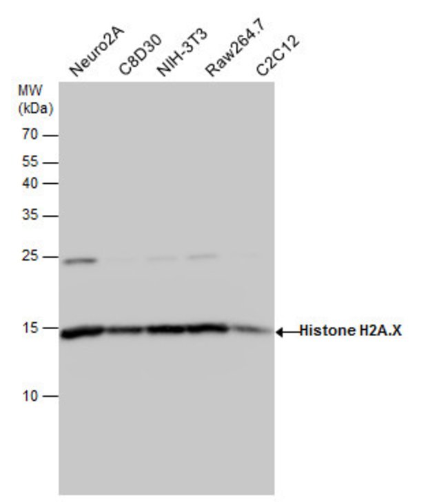 ANTI-HISTONE H2A.X