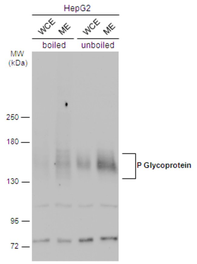 ANTI-P GLYCOPROTEIN