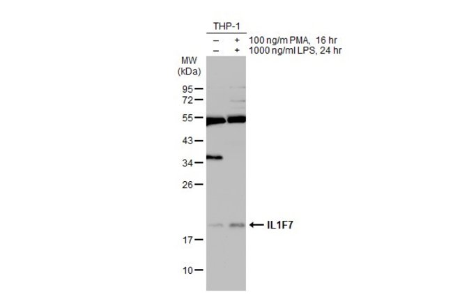 ANTI-IL1F7