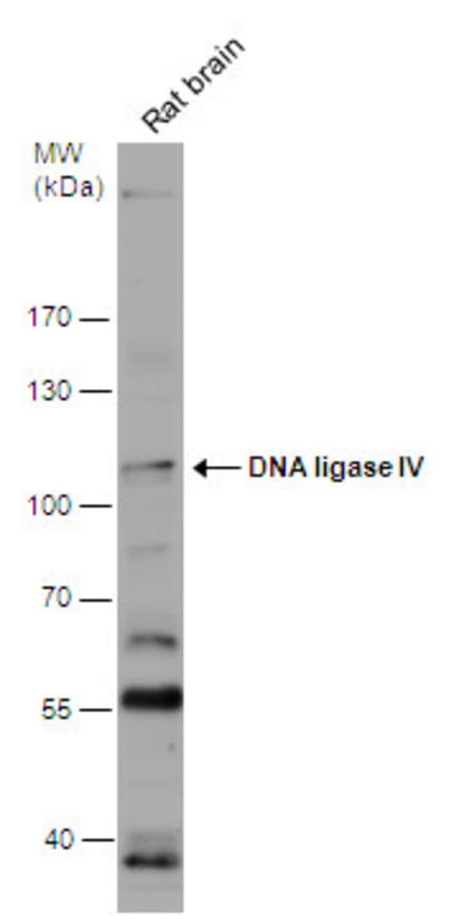 ANTI-DNA LIGASE IV