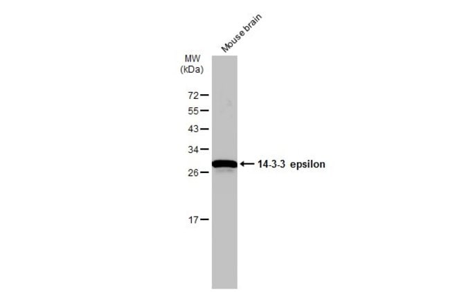 ANTI-14-3-3 EPSILON