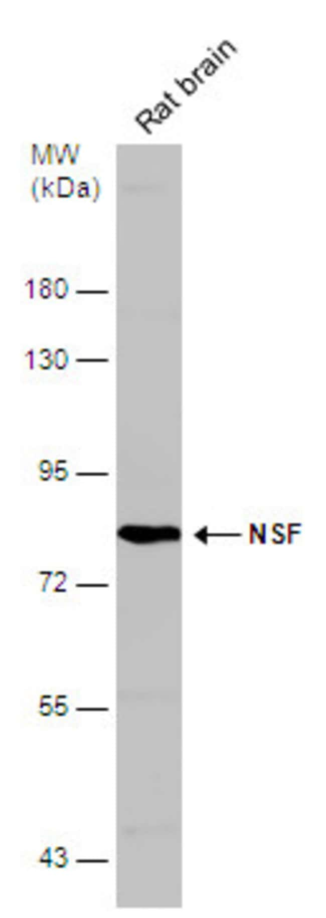 ANTI-NSF