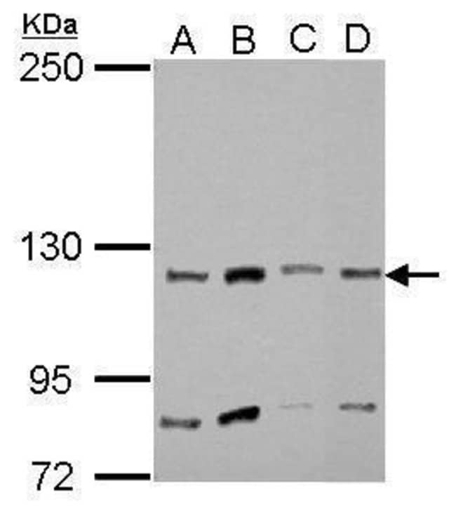 ANTI-MYOSIN IA