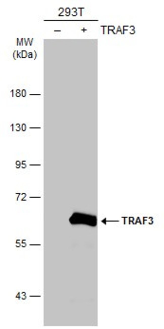 ANTI-TRAF3