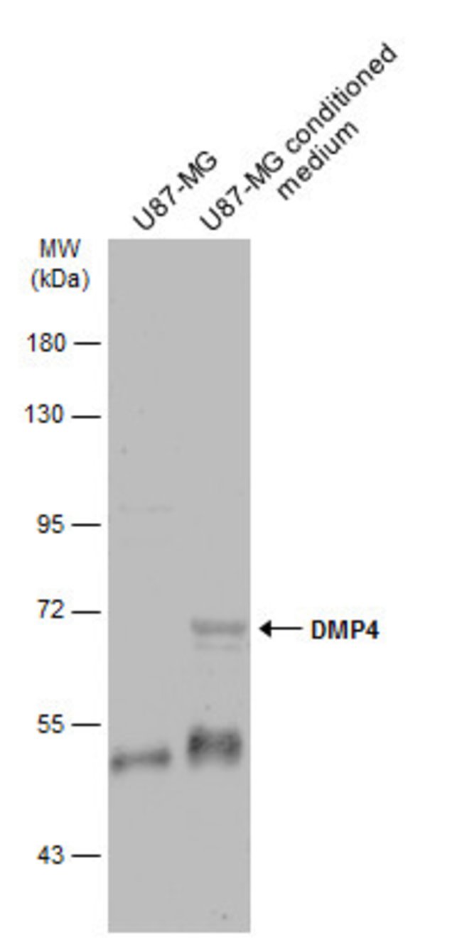 ANTI-DMP4