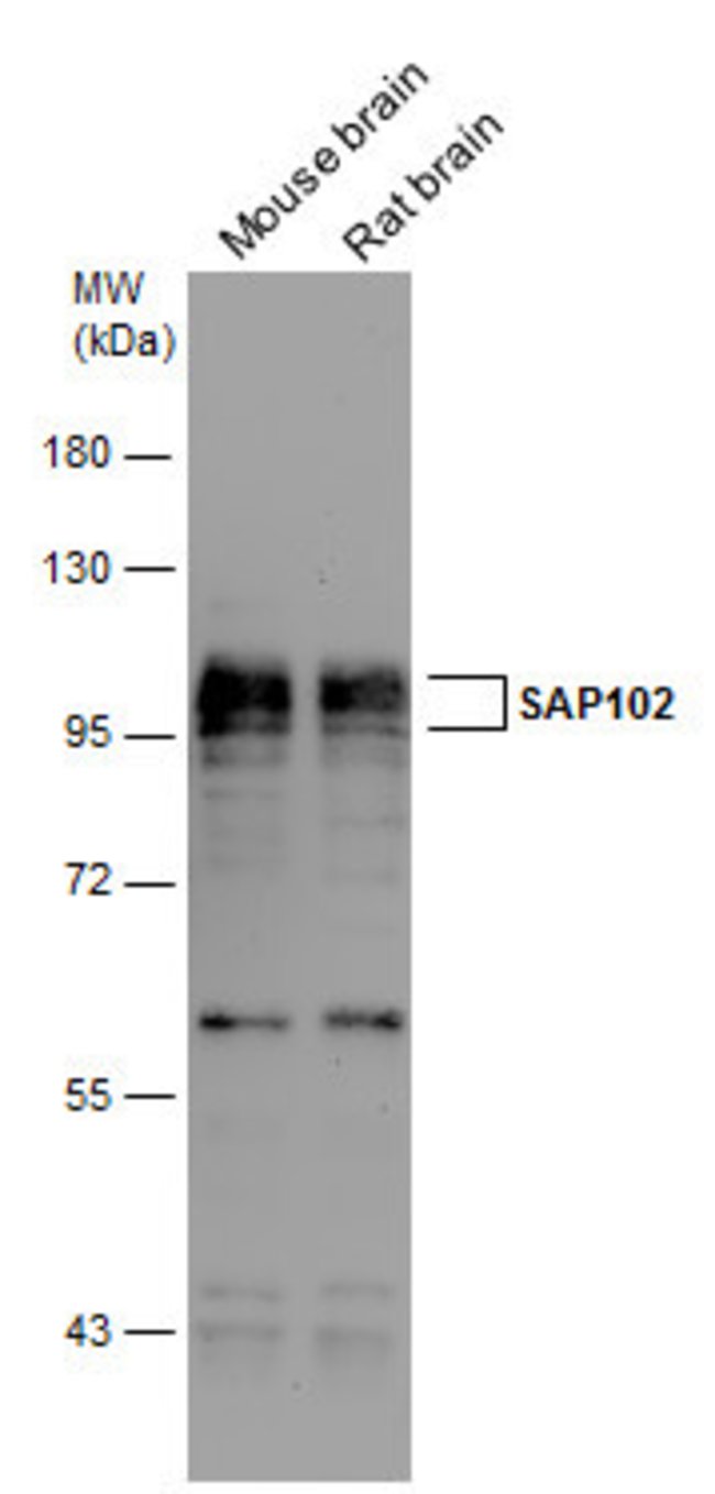 ANTI-SAP102