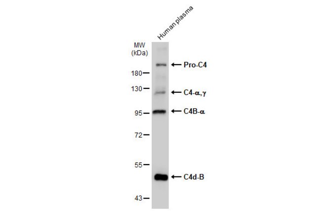 ANTI-COMPLEMENT C4B