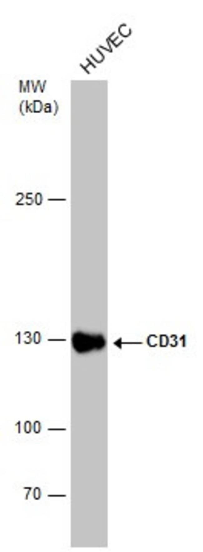 ANTI-CD31