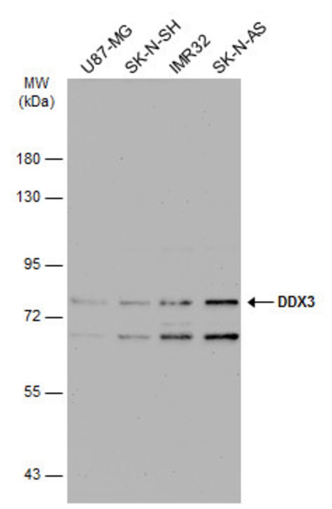 ANTI-DDX3