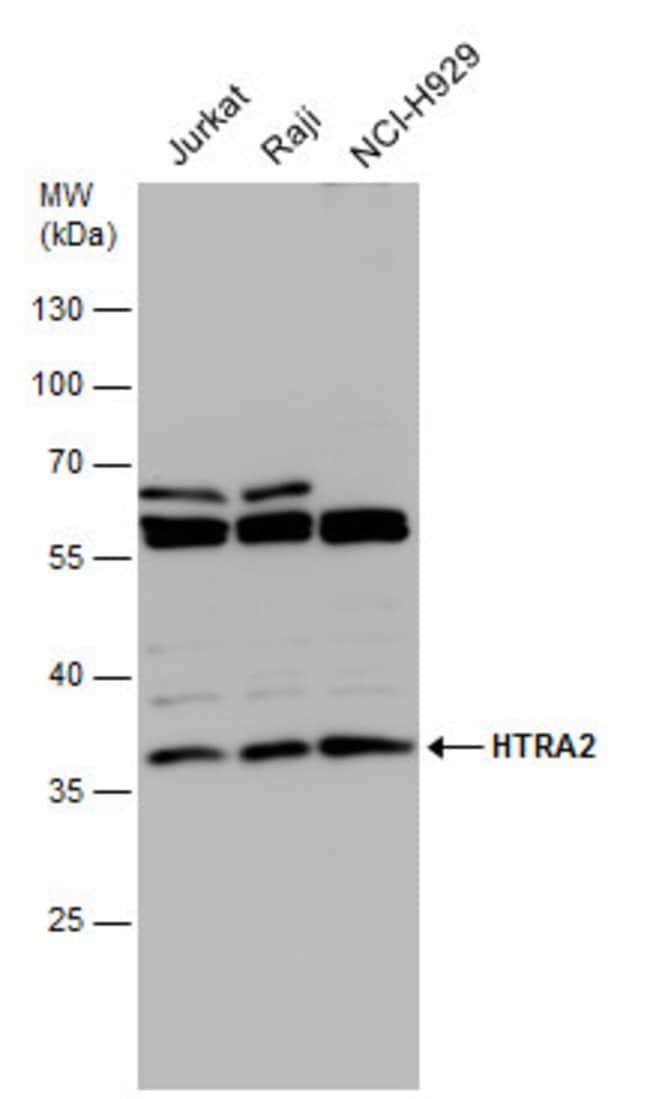 ANTI-HTRA2