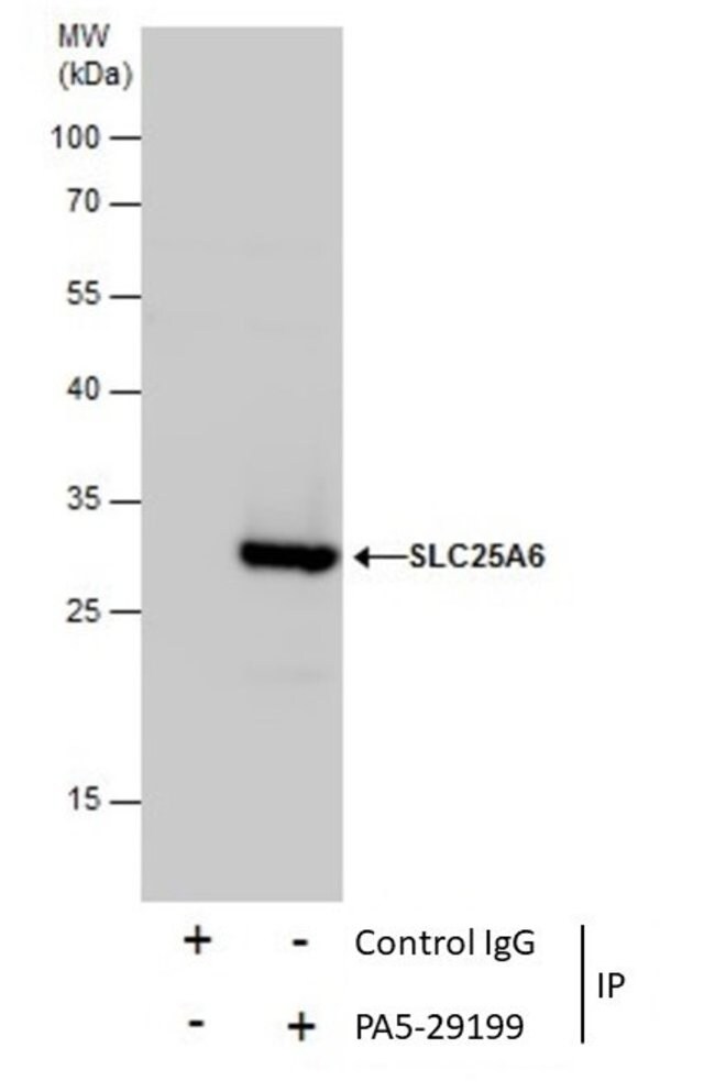 ANTI-SLC25A6