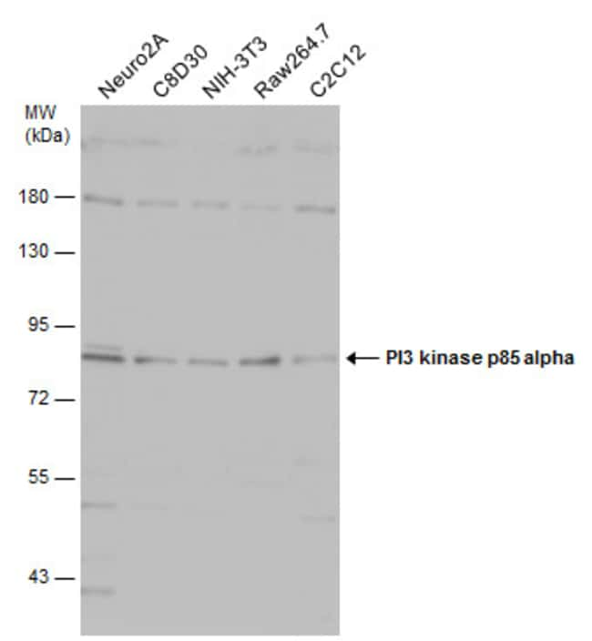 ANTI-PI3 KINASE P85 ALPHA