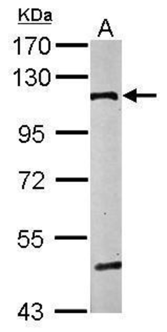 ANTI-ALPHA CATENIN