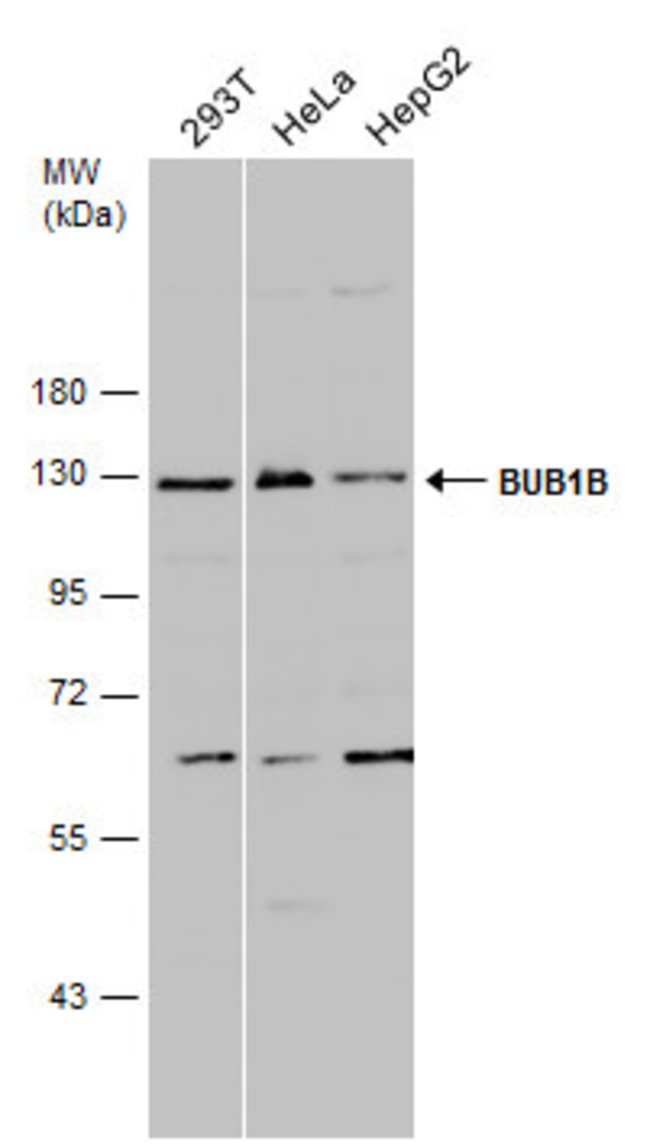 ANTI-BUB1 BETA