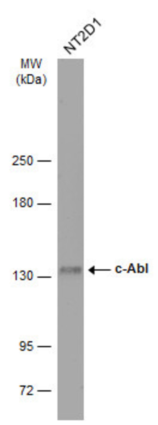 ANTI-C-ABL