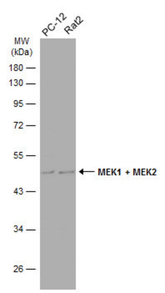 ANTI-MEK2