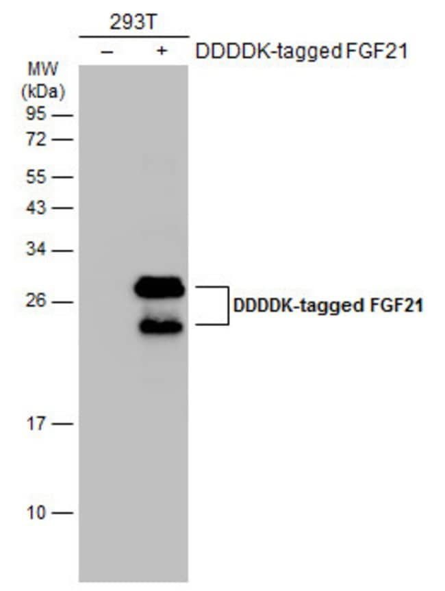 ANTI-FGF21