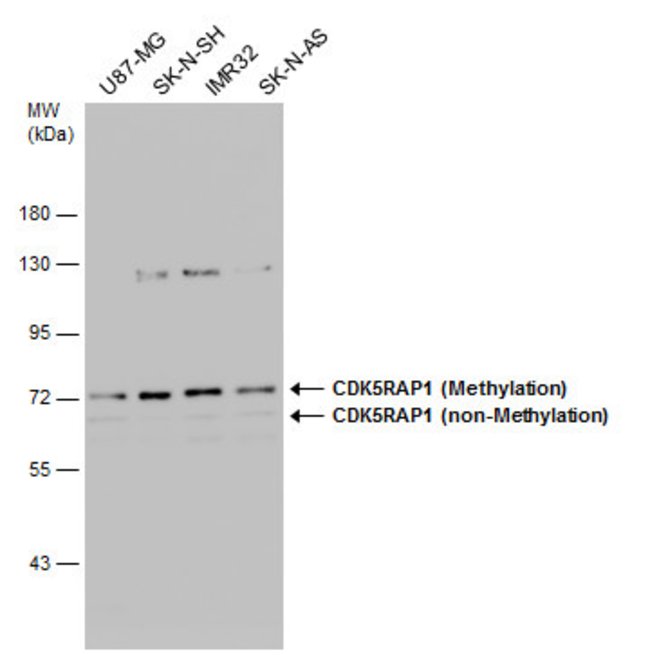 ANTI-CDK5RAP1