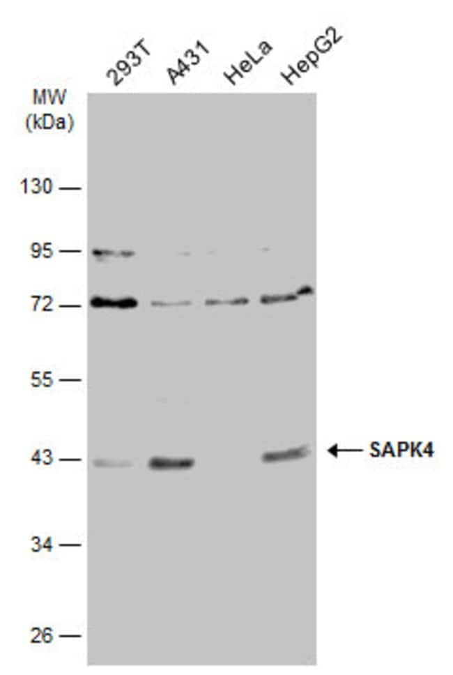 ANTI-SAPK4