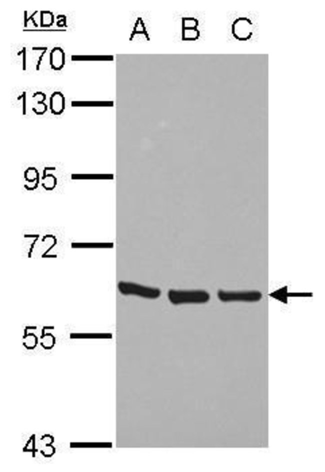 ANTI-ZNF350