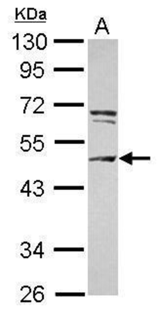 ANTI-CEP55