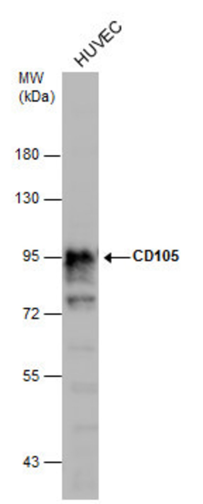 ANTI-CD105