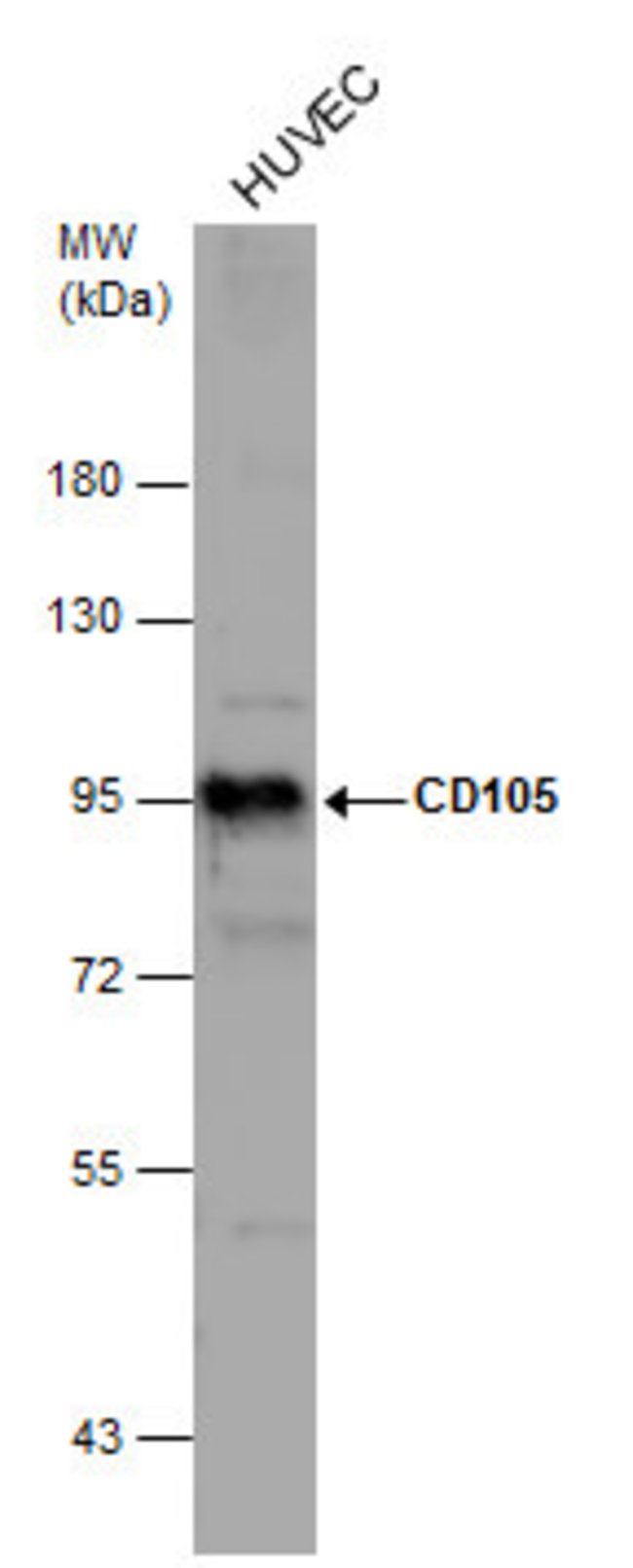 ANTI-CD105