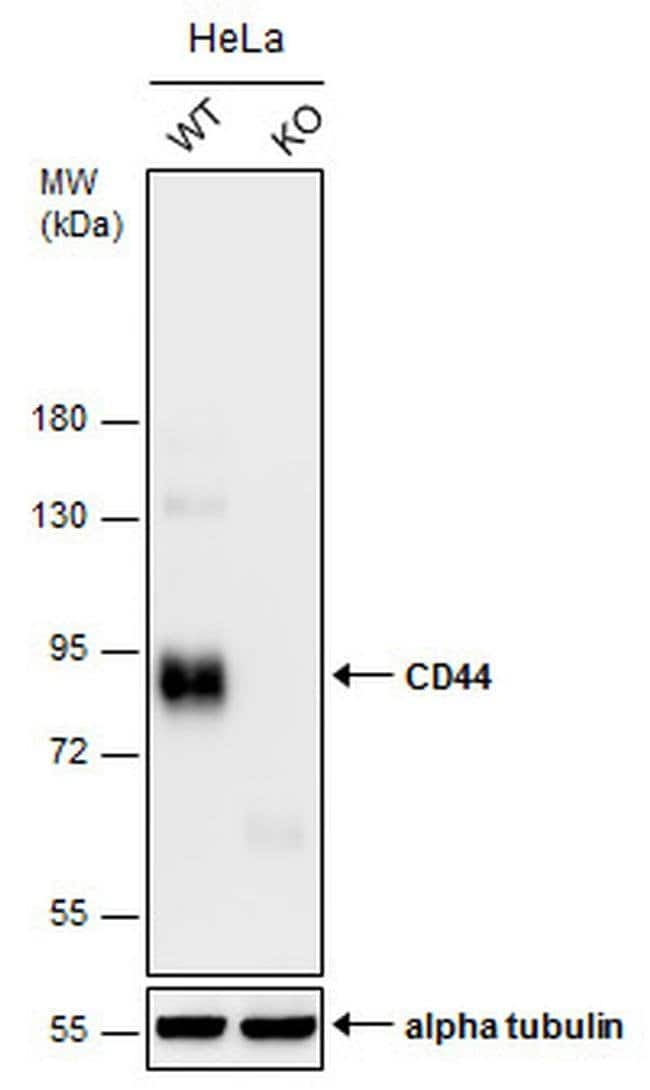 ANTI-CD44