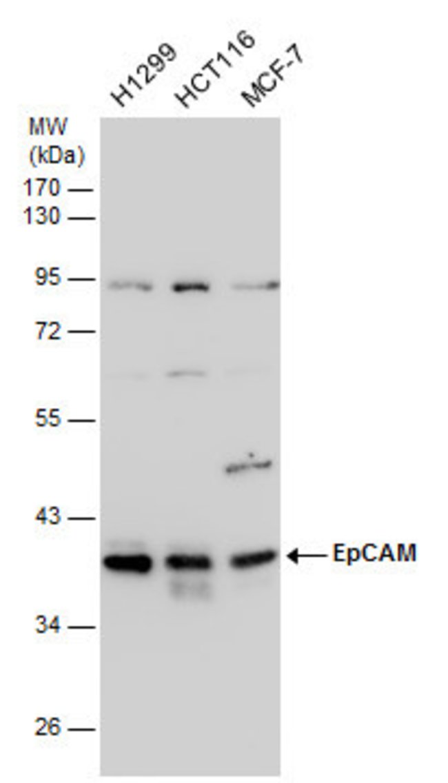 ANTI-EPCAM