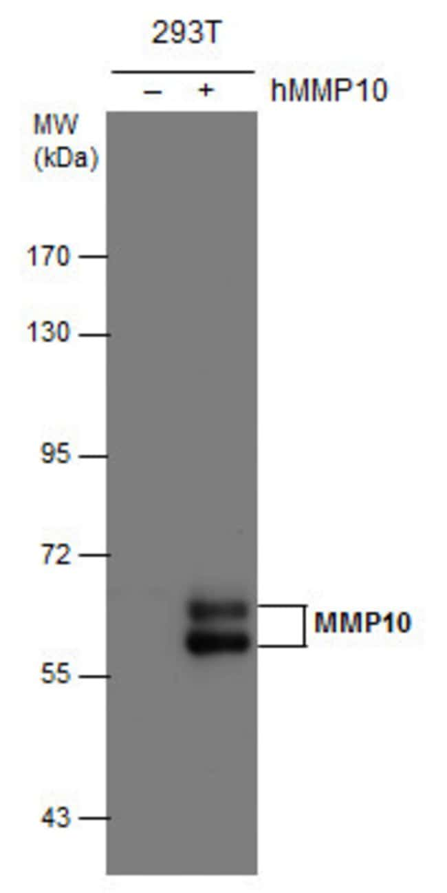 ANTI-MMP10