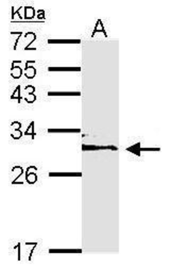 ANTI-14-3-3 EPSILON