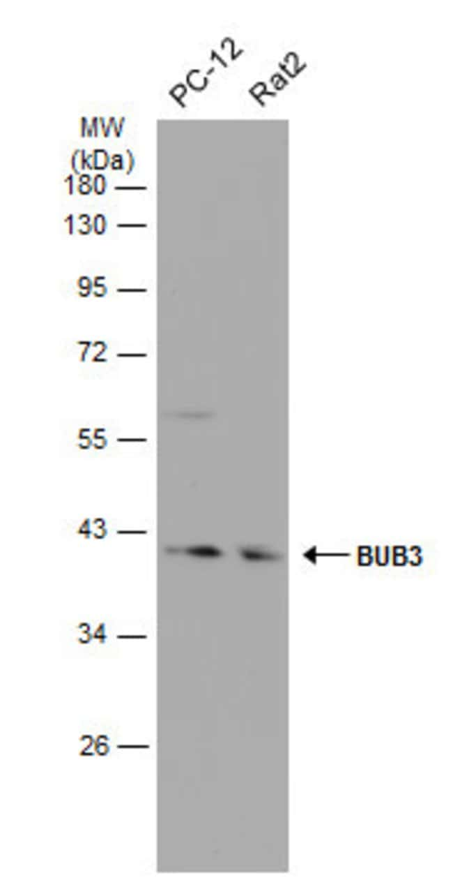 ANTI-BUB3