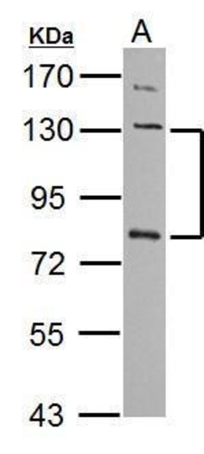 ANTI-P-CADHERIN