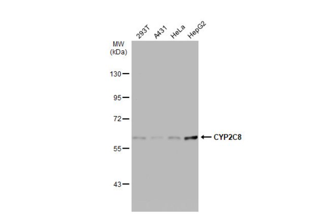 ANTI-CYP2C8