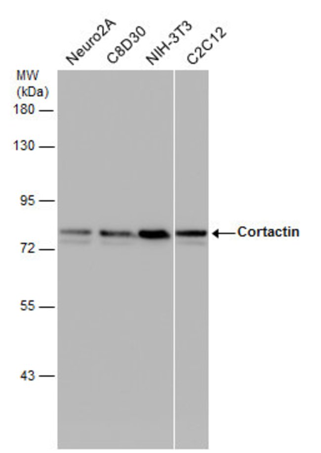 ANTI-CORTACTIN