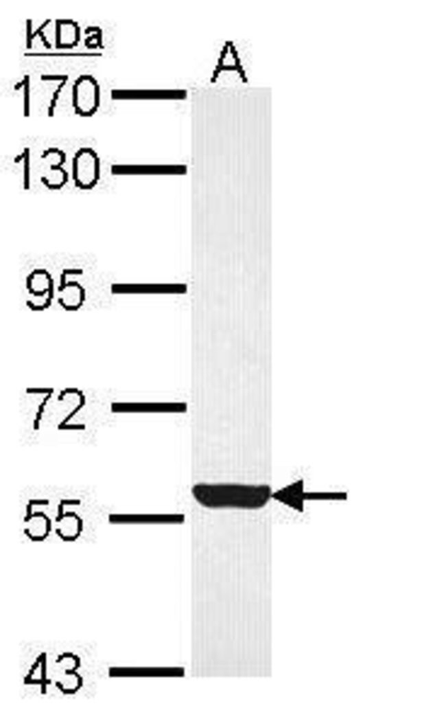 ANTI-FMO3