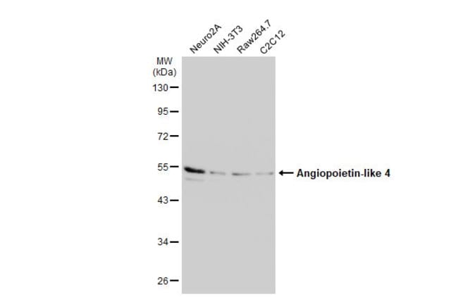 ANTI-ARP4