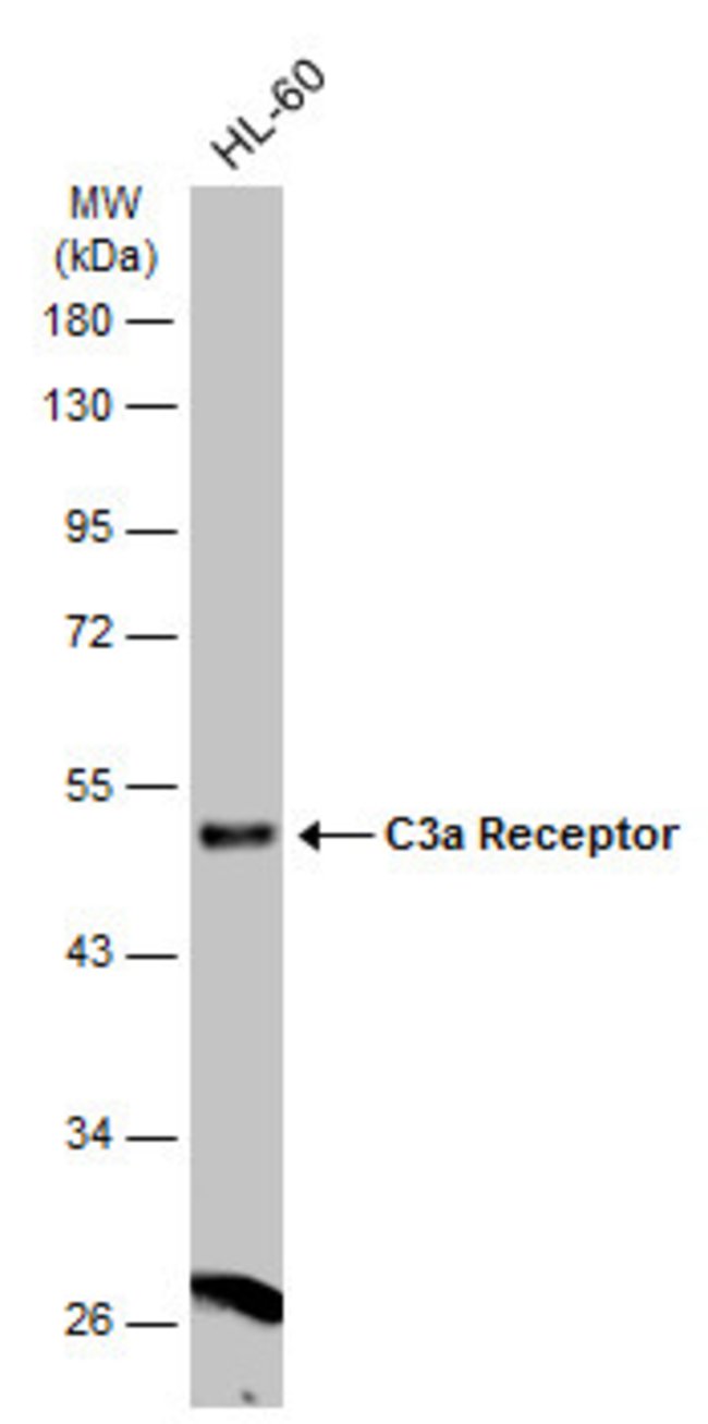 ANTI-C3A RECEPTOR 1