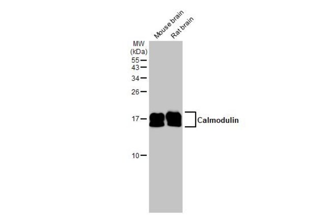 ANTI-CALMODULIN 3