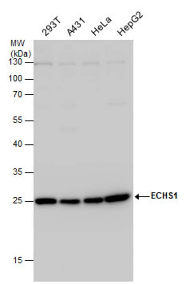 100ul ECHS1 Polyclonal Antibody