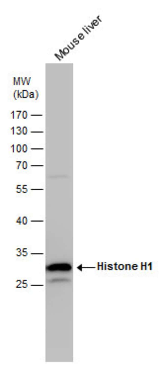 ANTI-HISTONE H1