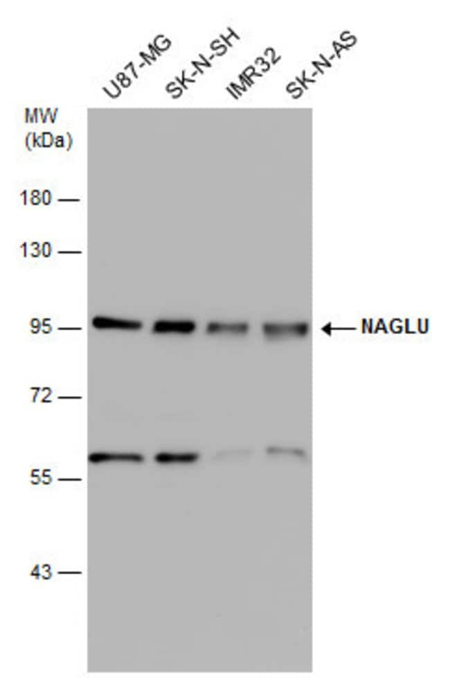 ANTI-NAGLU