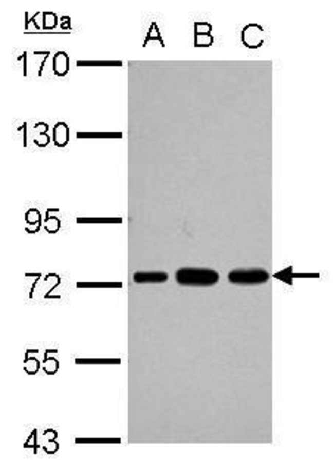 ANTI-PABPC3