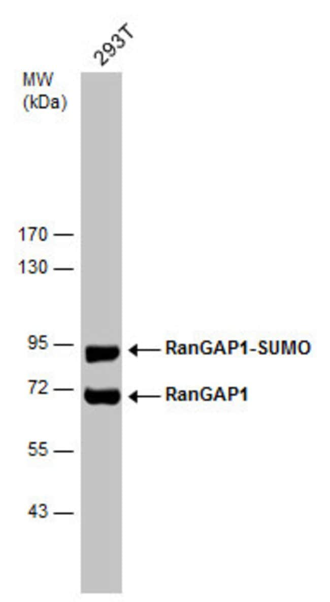 ANTI-RANGAP1