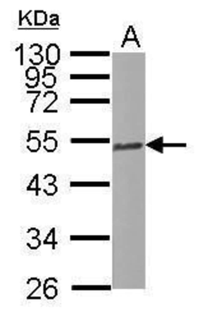 ANTI-BETA TULULIN 2C