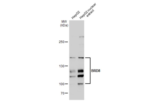 ANTI-BRD8