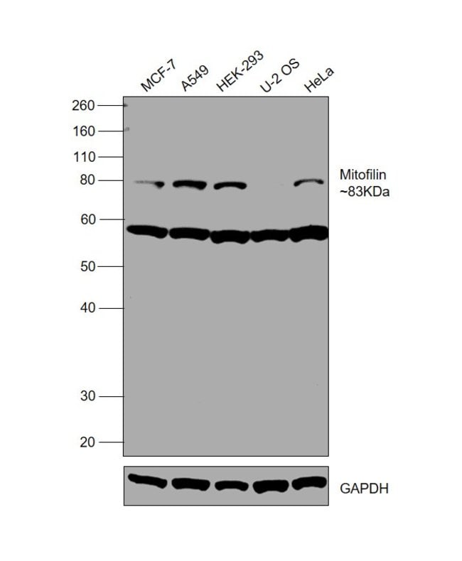 ANTI-MITOFILIN