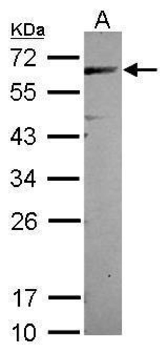 ANTI-CEP57