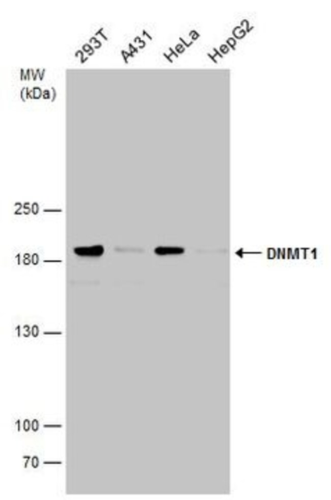 ANTI-DNMT1